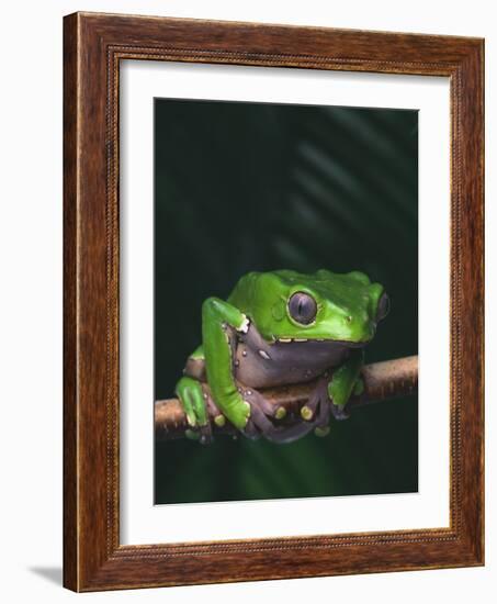 Monkey Tree Frog Perched on Twig-null-Framed Photographic Print