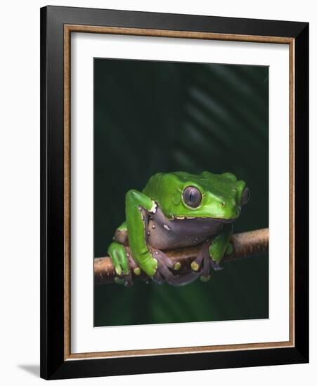 Monkey Tree Frog Perched on Twig-null-Framed Photographic Print