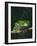 Monkey Tree Frog Perched on Twig-null-Framed Photographic Print