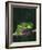 Monkey Tree Frog Perched on Twig-null-Framed Photographic Print