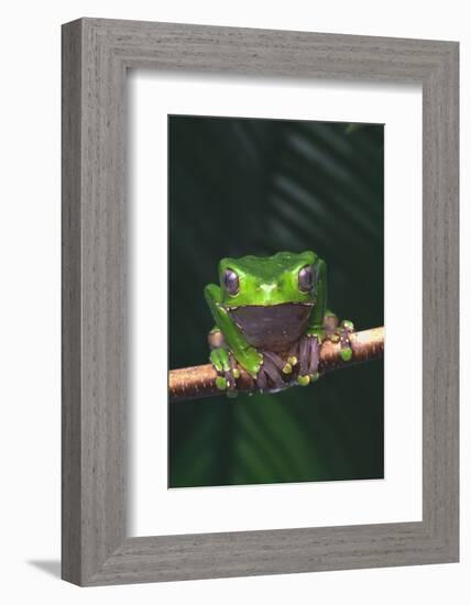 Monkey Tree Frog Perched on Twig-DLILLC-Framed Photographic Print