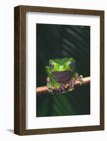 Monkey Tree Frog Perched on Twig-DLILLC-Framed Photographic Print