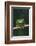 Monkey Tree Frog Perched on Twig-DLILLC-Framed Photographic Print