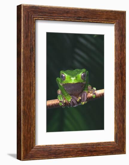 Monkey Tree Frog Perched on Twig-DLILLC-Framed Photographic Print