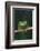 Monkey Tree Frog Perched on Twig-DLILLC-Framed Photographic Print