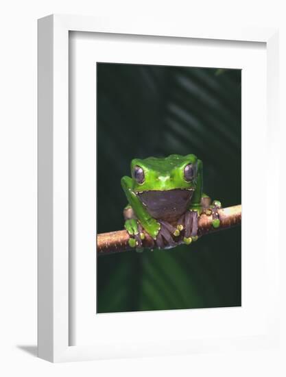 Monkey Tree Frog Perched on Twig-DLILLC-Framed Photographic Print