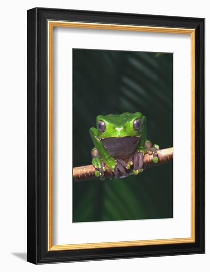 Monkey Tree Frog Perched on Twig-DLILLC-Framed Photographic Print