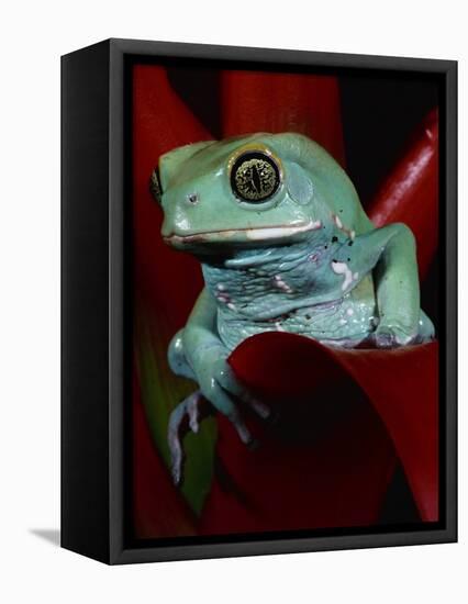 Monkey Tree Frog-David Northcott-Framed Premier Image Canvas