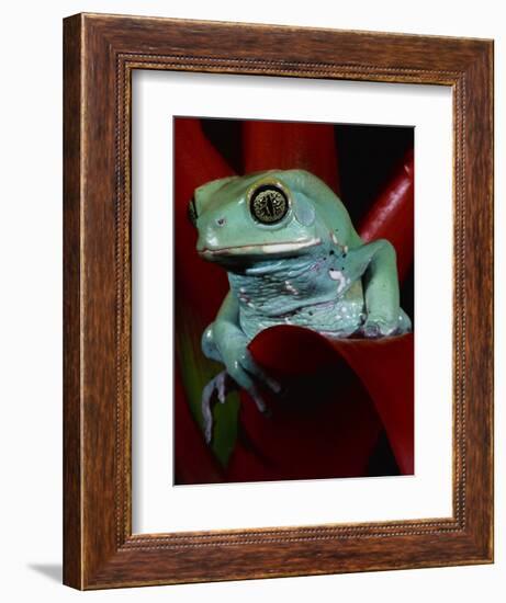 Monkey Tree Frog-David Northcott-Framed Photographic Print