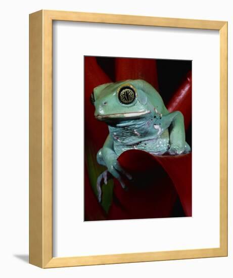 Monkey Tree Frog-David Northcott-Framed Photographic Print