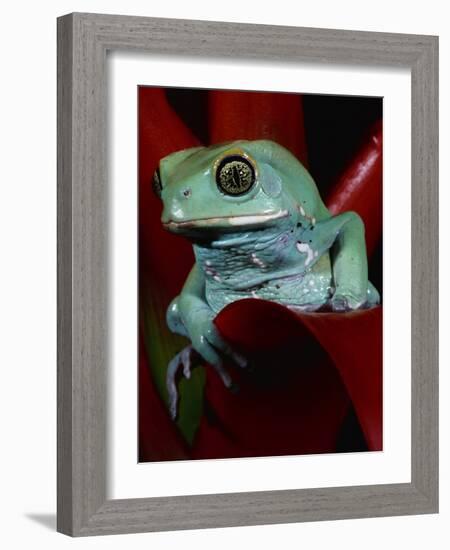 Monkey Tree Frog-David Northcott-Framed Photographic Print