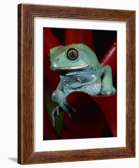 Monkey Tree Frog-David Northcott-Framed Photographic Print