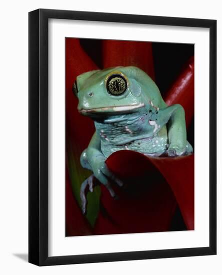 Monkey Tree Frog-David Northcott-Framed Photographic Print