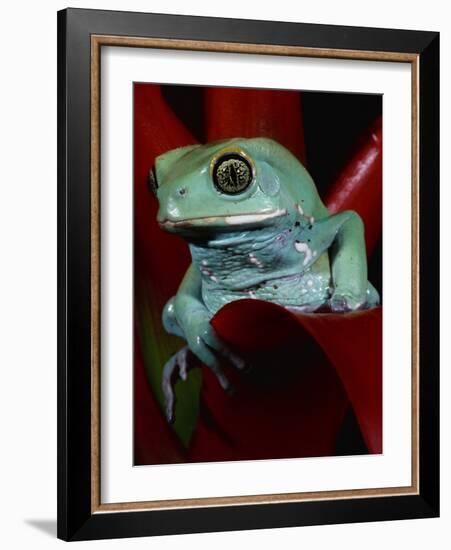 Monkey Tree Frog-David Northcott-Framed Photographic Print