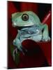 Monkey Tree Frog-David Northcott-Mounted Photographic Print