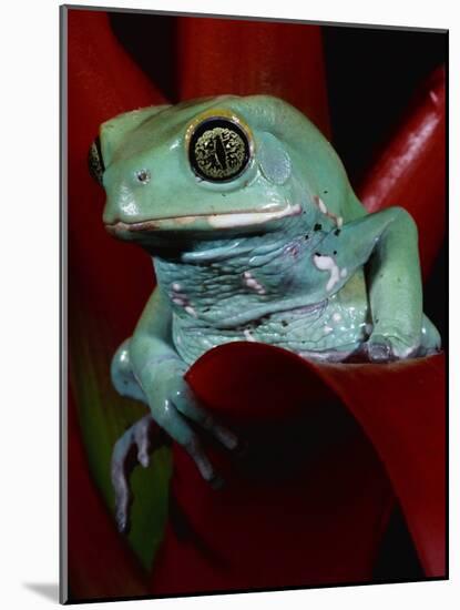 Monkey Tree Frog-David Northcott-Mounted Photographic Print