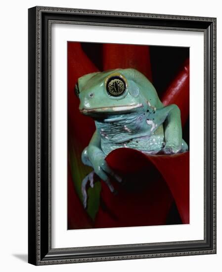Monkey Tree Frog-David Northcott-Framed Photographic Print