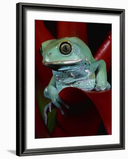 Monkey Tree Frog-David Northcott-Framed Photographic Print