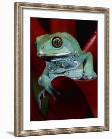 Monkey Tree Frog-David Northcott-Framed Photographic Print