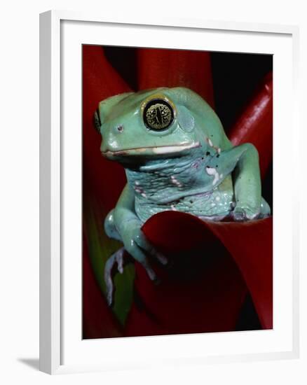 Monkey Tree Frog-David Northcott-Framed Photographic Print