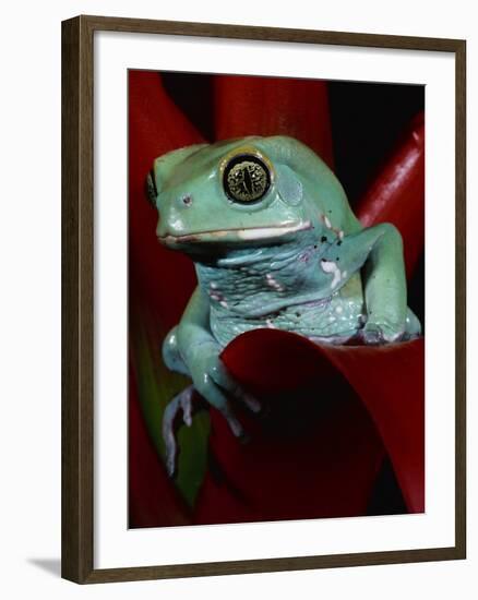 Monkey Tree Frog-David Northcott-Framed Photographic Print