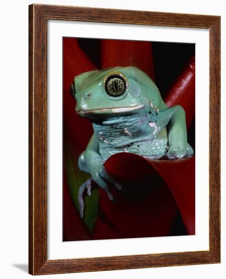 Monkey Tree Frog-David Northcott-Framed Photographic Print