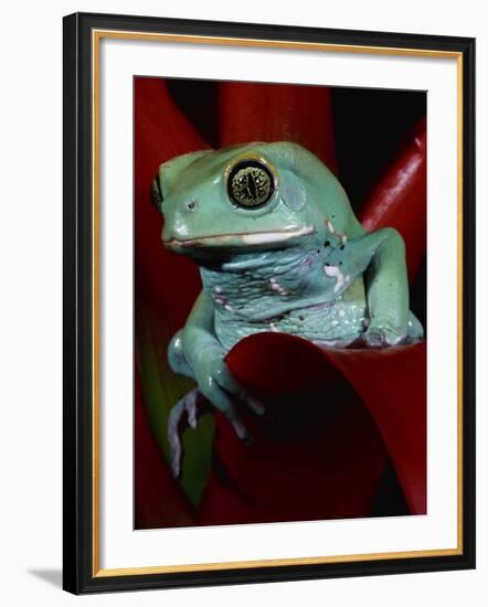 Monkey Tree Frog-David Northcott-Framed Photographic Print