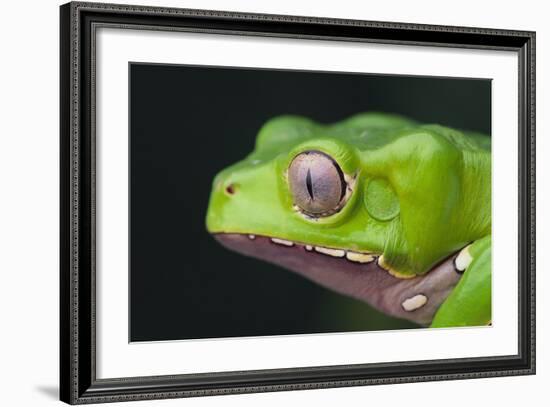 Monkey Tree Frog-DLILLC-Framed Photographic Print