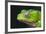 Monkey Tree Frog-DLILLC-Framed Photographic Print