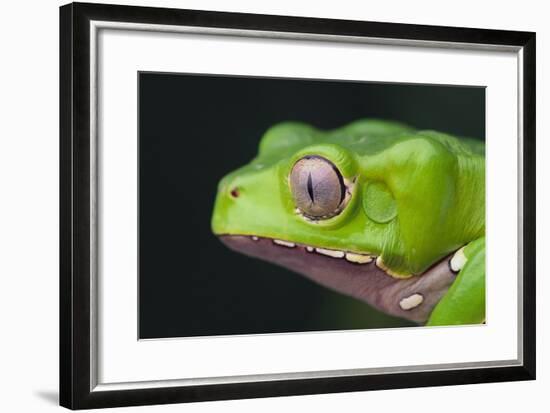 Monkey Tree Frog-DLILLC-Framed Photographic Print