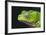 Monkey Tree Frog-DLILLC-Framed Photographic Print