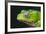 Monkey Tree Frog-DLILLC-Framed Photographic Print