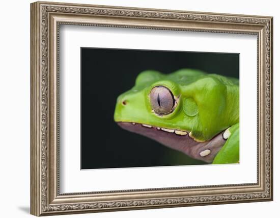 Monkey Tree Frog-DLILLC-Framed Photographic Print