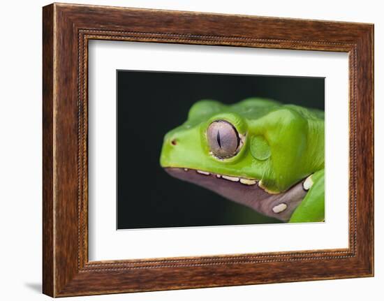 Monkey Tree Frog-DLILLC-Framed Photographic Print