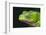 Monkey Tree Frog-DLILLC-Framed Photographic Print