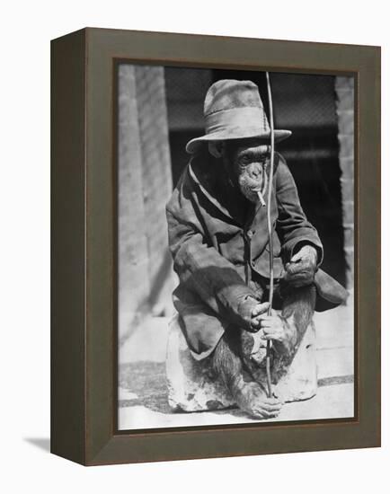 Monkey Wearing Jacket Smoking Cigarette-null-Framed Premier Image Canvas