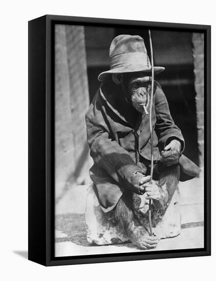 Monkey Wearing Jacket Smoking Cigarette-null-Framed Premier Image Canvas