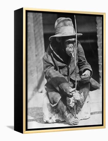 Monkey Wearing Jacket Smoking Cigarette-null-Framed Premier Image Canvas