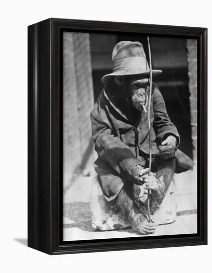 Monkey Wearing Jacket Smoking Cigarette-null-Framed Premier Image Canvas