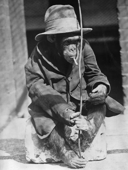 monkey smoking a cigarette Monkey Wearing Jacket Smoking Cigarette Premium Photographic Print monkey smoking a cigarette Monkey Wearing Jacket Smoking Cigarette Premium Photographic Print
