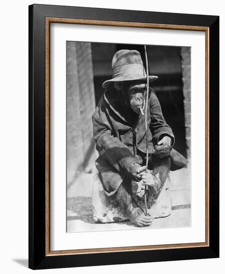 Monkey Wearing Jacket Smoking Cigarette-null-Framed Photographic Print