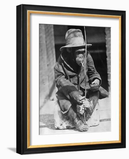 Monkey Wearing Jacket Smoking Cigarette-null-Framed Photographic Print