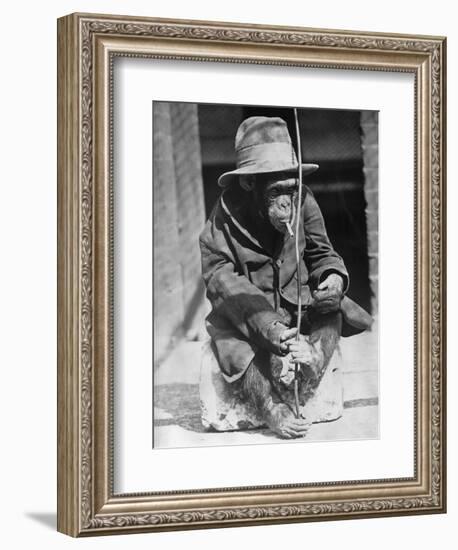 Monkey Wearing Jacket Smoking Cigarette-null-Framed Photographic Print