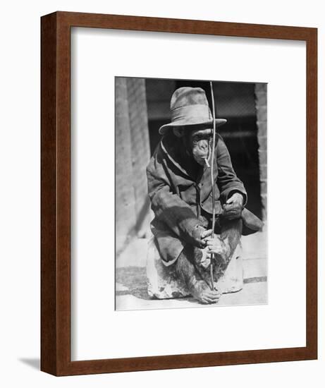 Monkey Wearing Jacket Smoking Cigarette-null-Framed Photographic Print