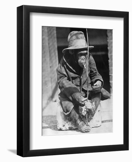 Monkey Wearing Jacket Smoking Cigarette--Framed Photographic Print