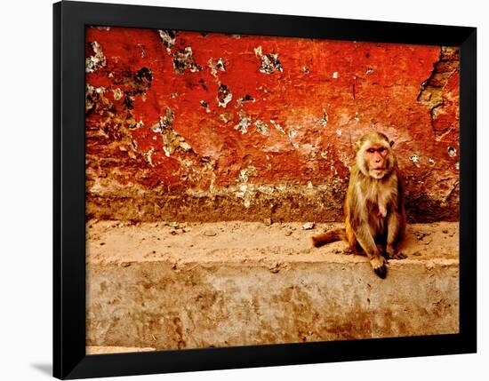 Monkey-Peter Morneau-Framed Art Print