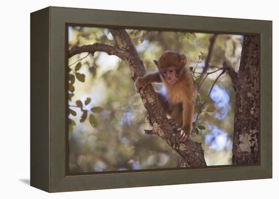 Monkey-null-Framed Premier Image Canvas