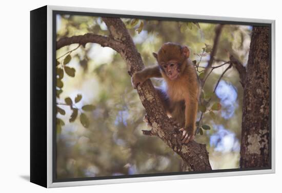 Monkey-null-Framed Premier Image Canvas