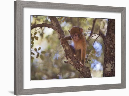 Monkey-null-Framed Photographic Print