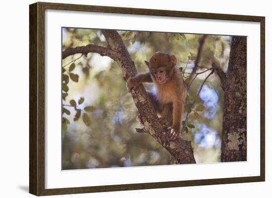 Monkey-null-Framed Photographic Print